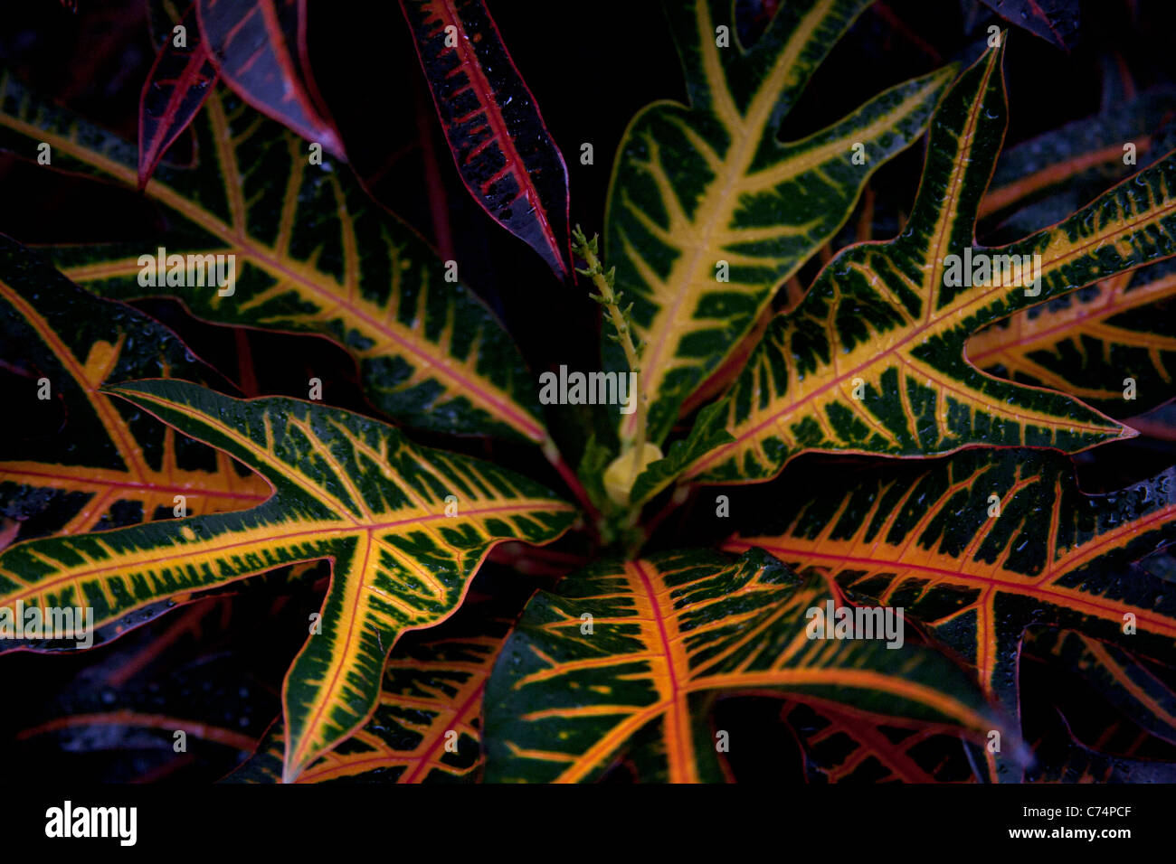 Codiaeum Variegatum Pictum High Resolution Stock Photography and Images ...