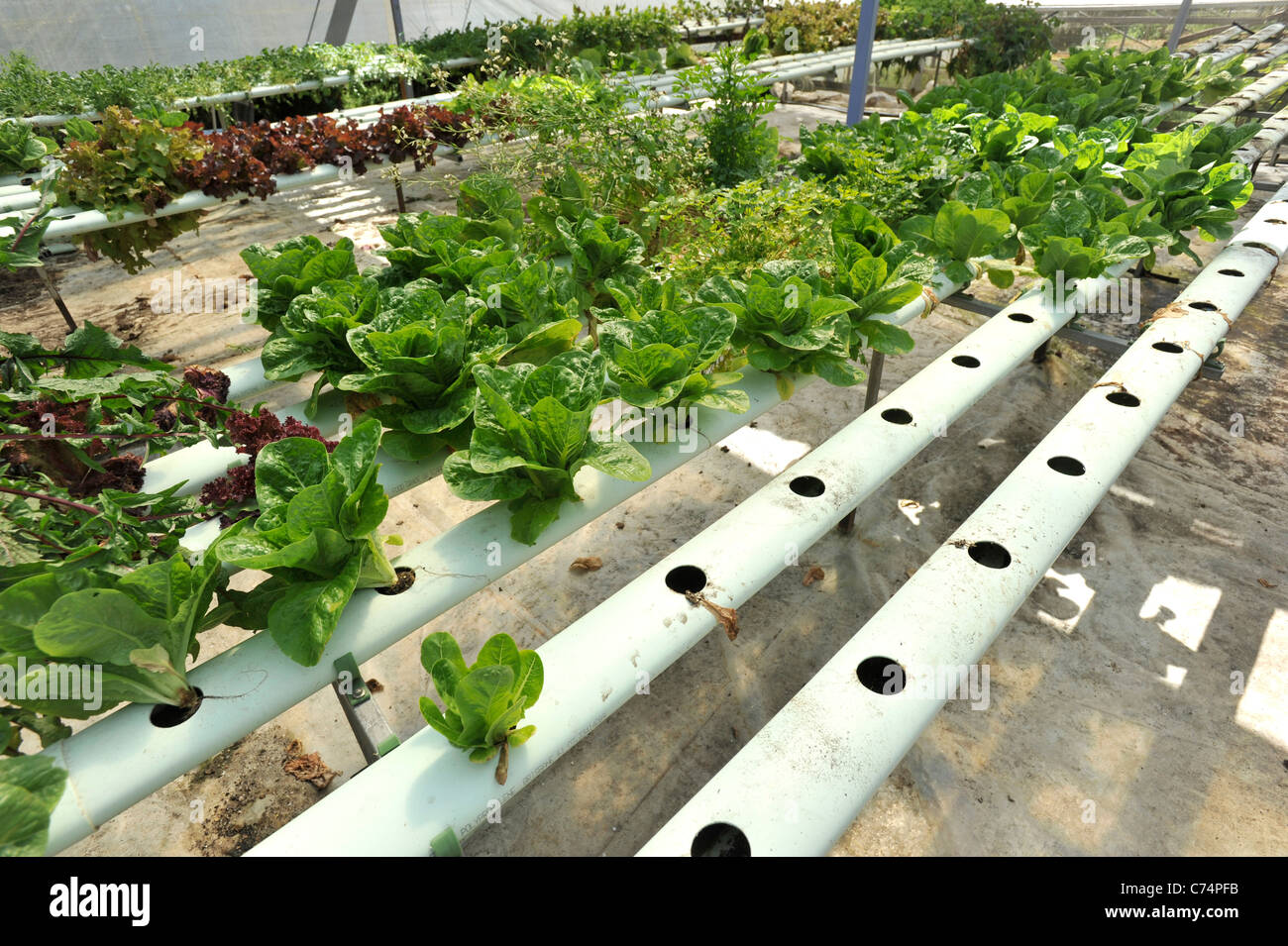 A Hydroponic Garden producing leafy green vegetables in the Currumbin Valley Queensland Australia Stock Photo