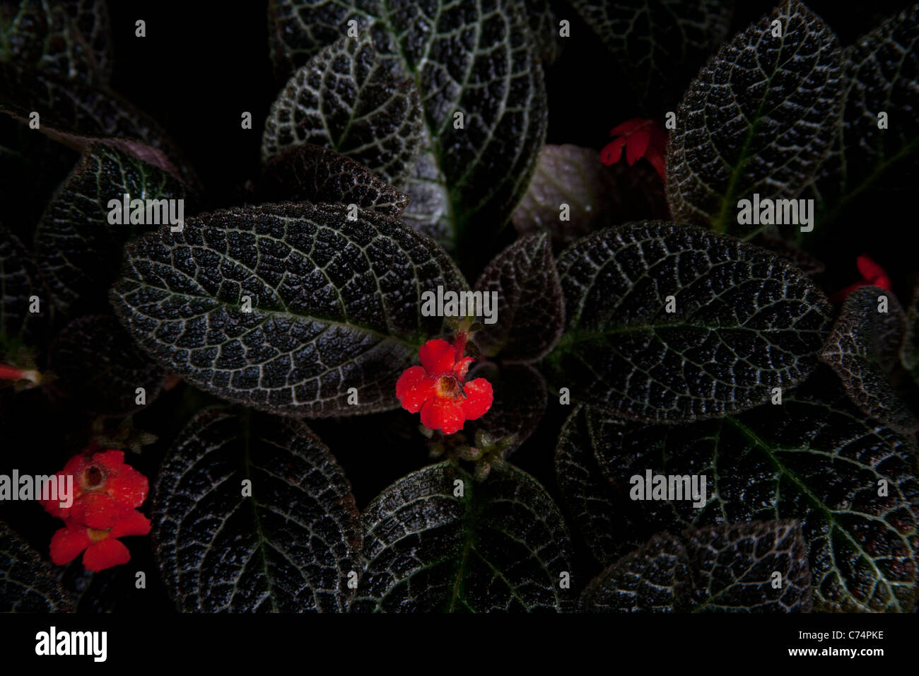 Variegated leaves and small red flowers of the Episcia, Palm House, UK Stock Photo