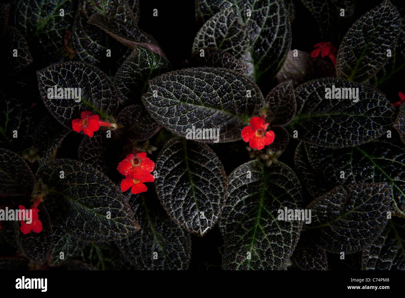 Variegated leaves and small red flowers of the Episcia, Palm House, UK Stock Photo