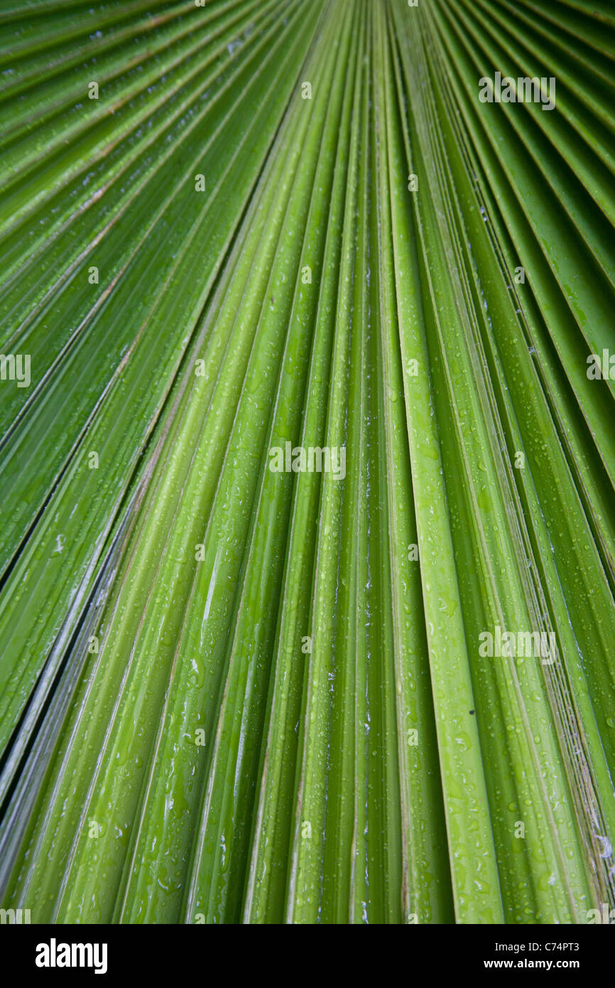 Close up of the leaves of the Coccothrinax alta Silver thatch palm Stock Photo