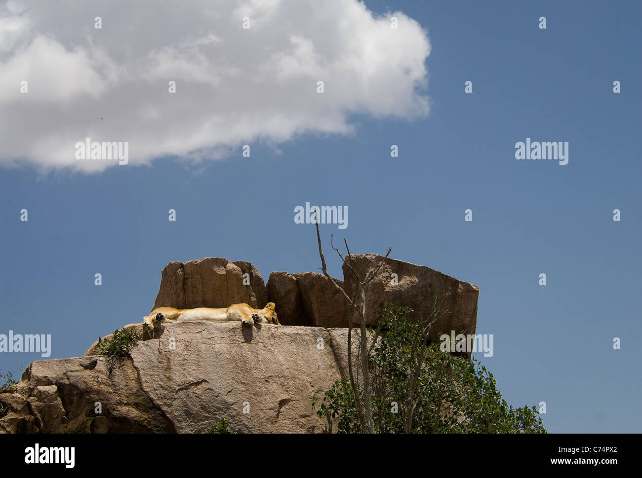 Serengeti lion hi-res stock photography and images - Alamy