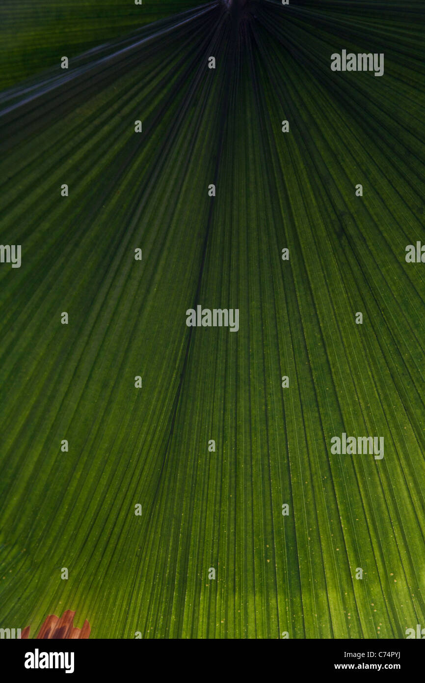 Close up of the leaves of the Coccothrinax alta Silver thatch palm Stock Photo