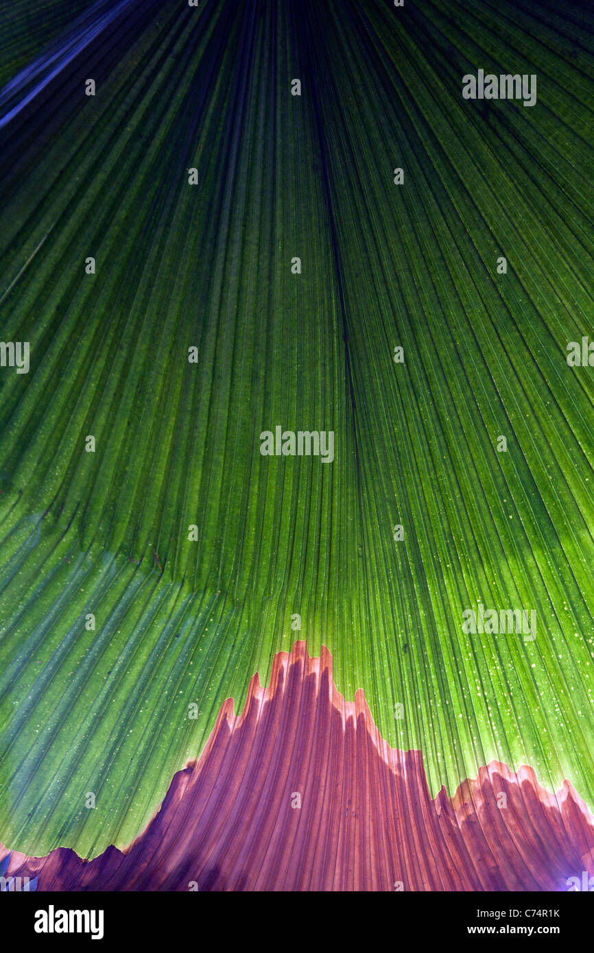 Close up of the leaves of the Coccothrinax alta Silver thatch palm Stock Photo
