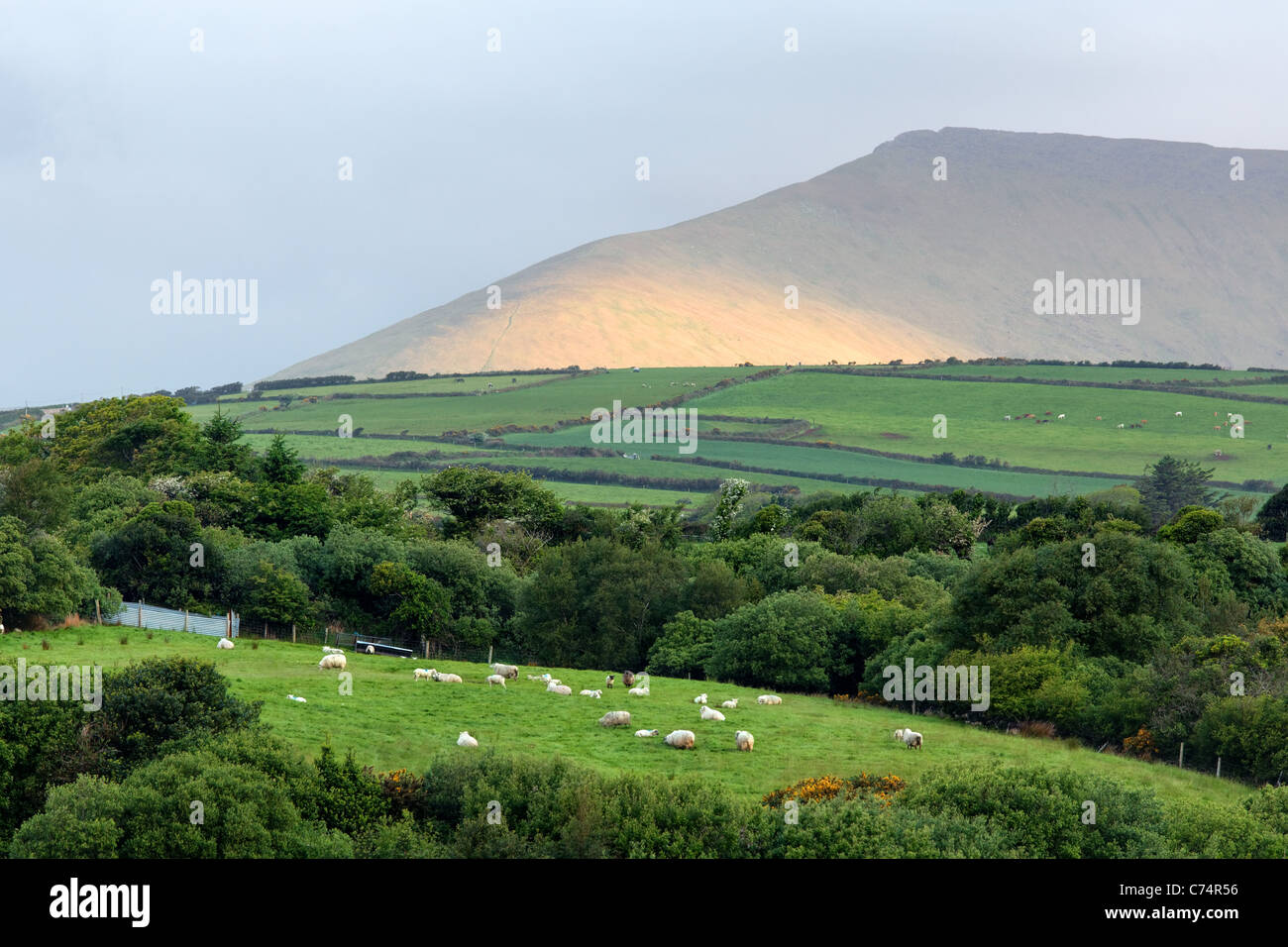 Sheep grazing in green pasture in the parish of Minard, near Lispole, Dingle Peninsula, County Kerry, Republic of Ireland Stock Photo