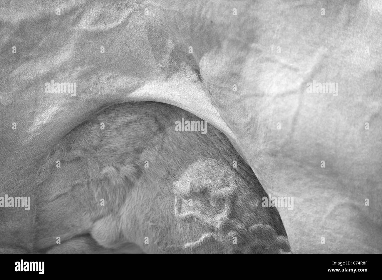 Black and white image of a portion of a bulging blood veined udder and stomach of a cow Stock Photo