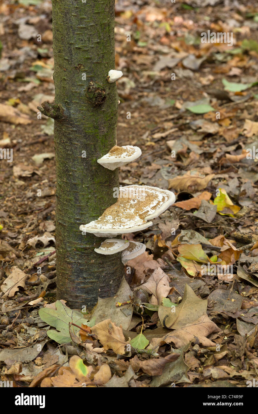 Lumpy Bracket, Trametes gibbosa, fungi in woodland, Burton Bushes, East Yorkshire, England, UK Stock Photo