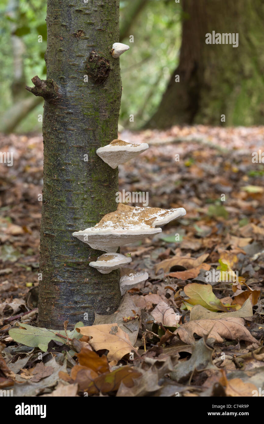 Lumpy Bracket, Trametes gibbosa, fungi in woodland, Burton Bushes, East Yorkshire, England, UK Stock Photo