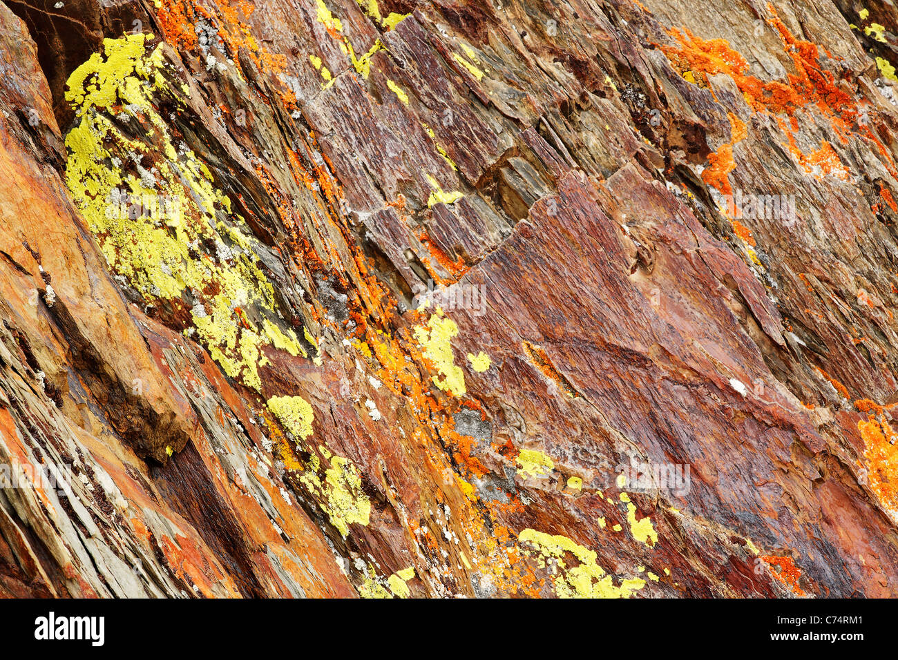 Lichen on rocks, Inyo National Forest, White Mountains, California, USA Stock Photo