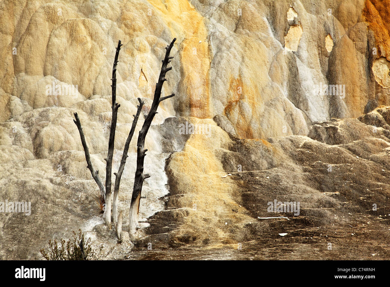 Dead tree overtaken by travertine terrace at Mammoth Hot Springs, Yellowstone National Park, Wyoming, USA Stock Photo