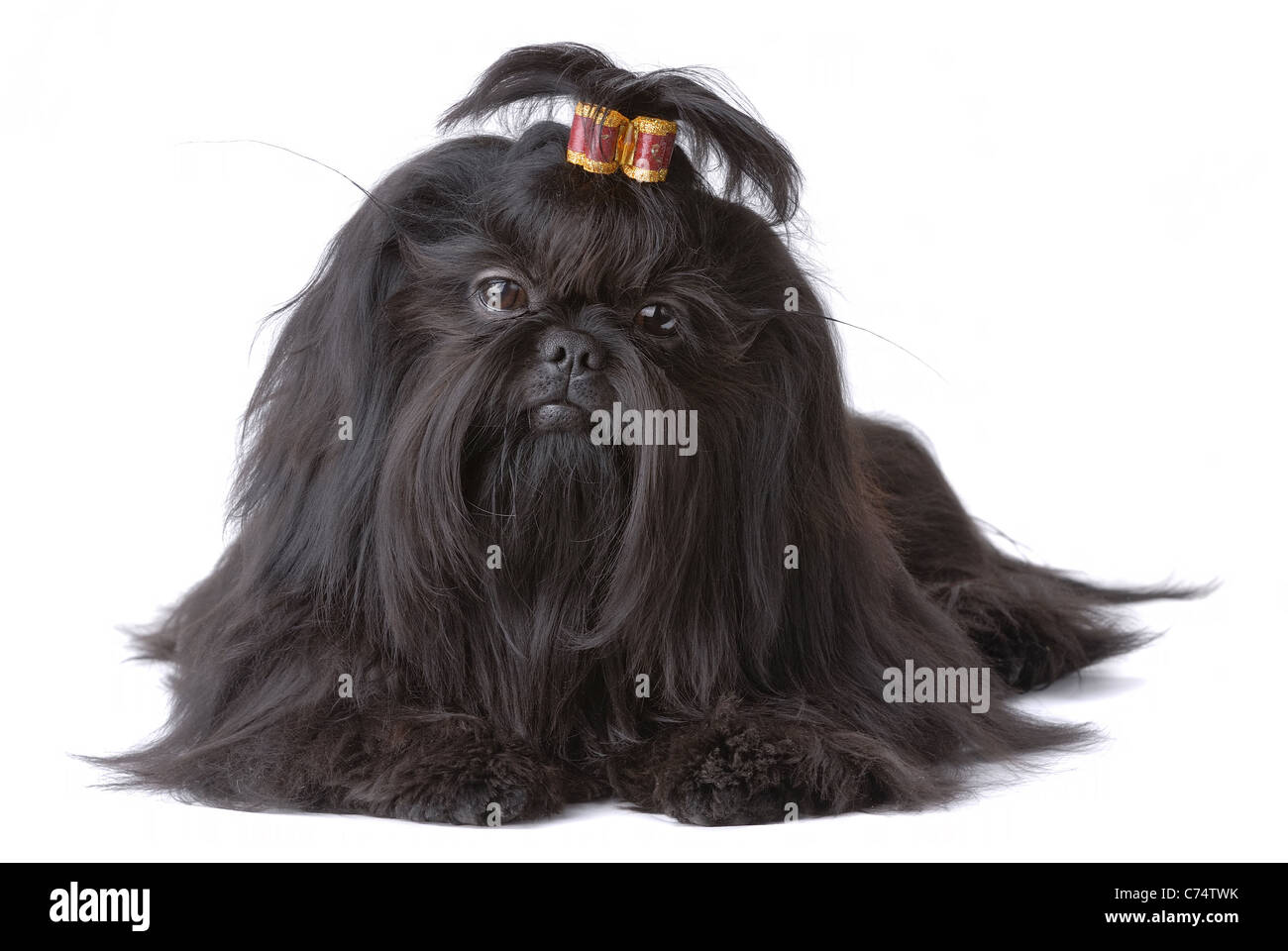 Portrait of laying Shih Tzu dog Stock Photo