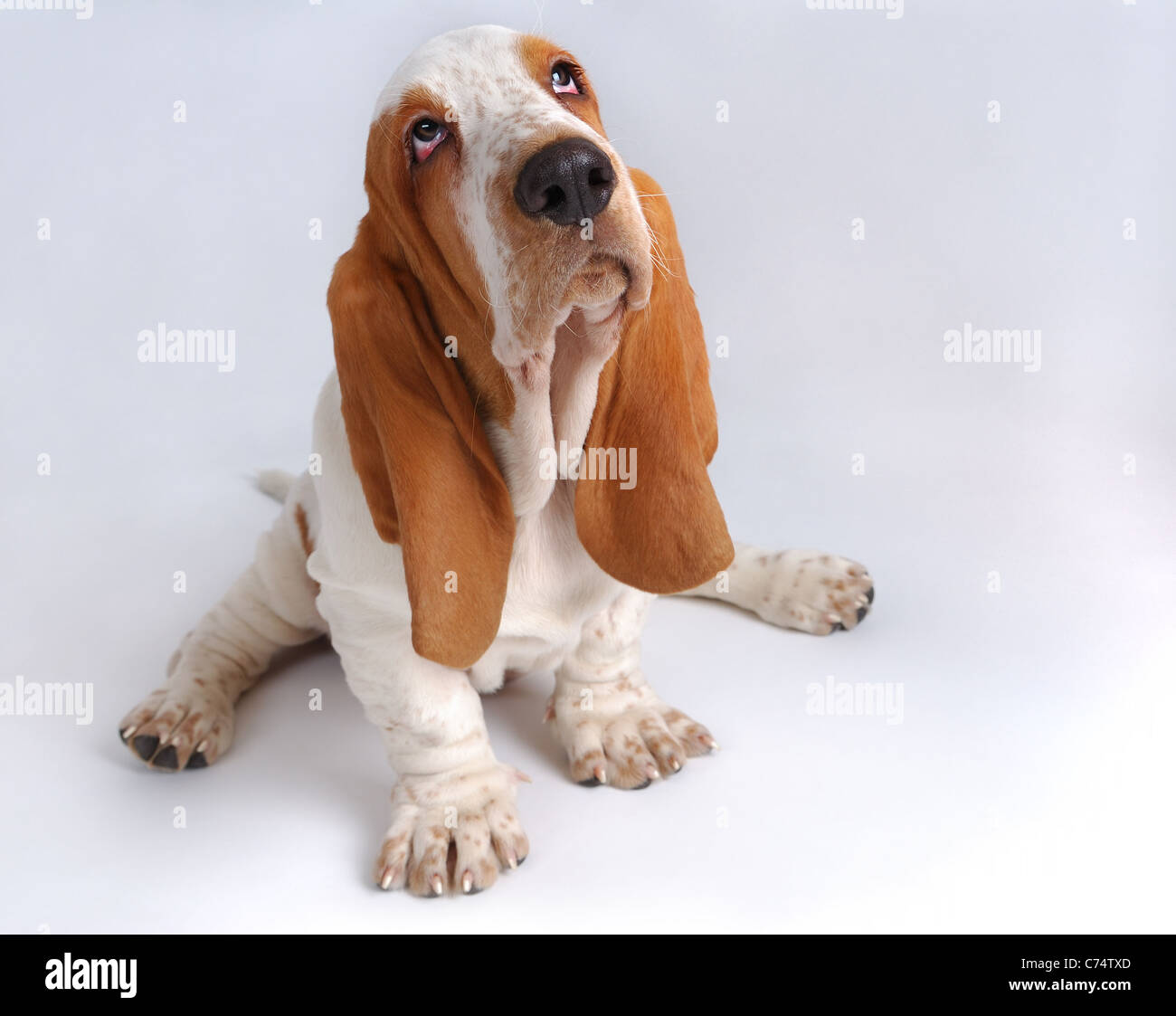Portrait of basset-haund puppy on gray Stock Photo