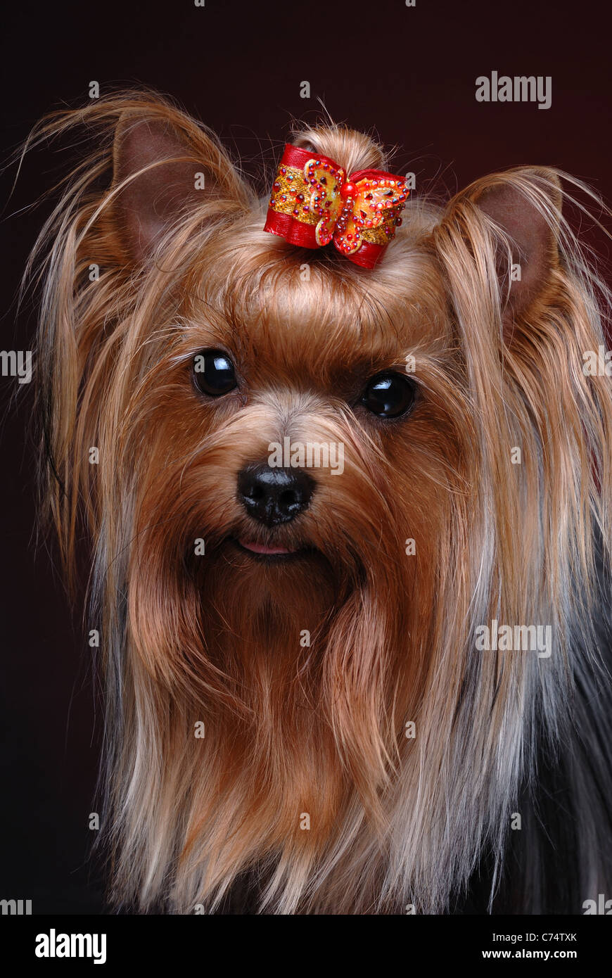 Portrait of yorkshire terrier Stock Photo