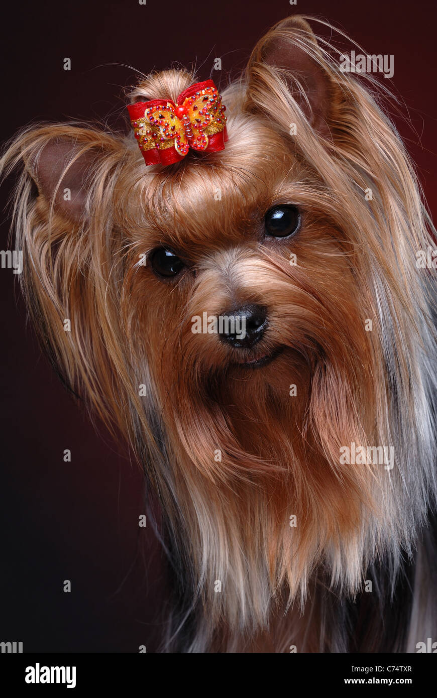 Portrait of yorkshire terrier Stock Photo