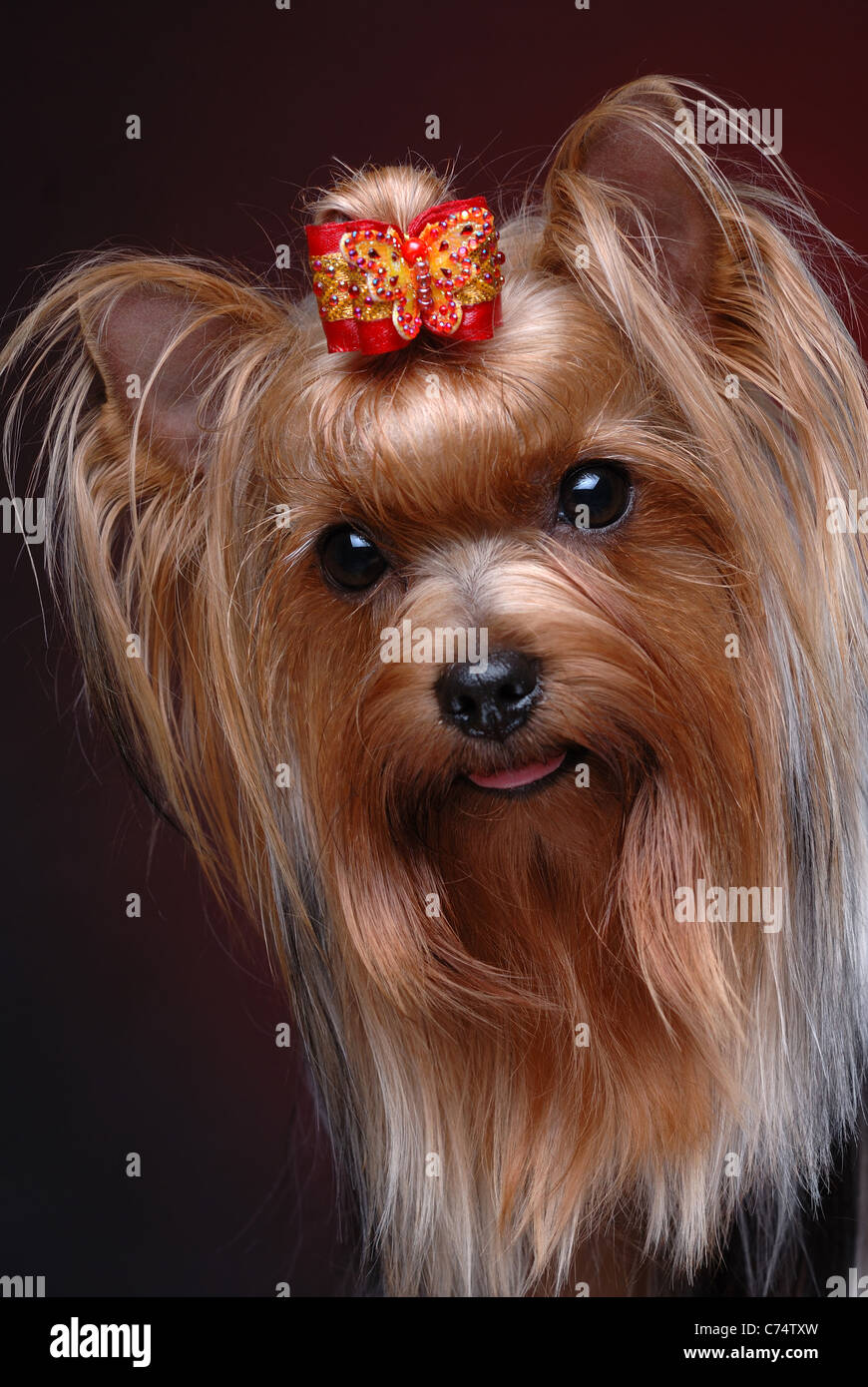 Portrait of yorkshire terrier Stock Photo