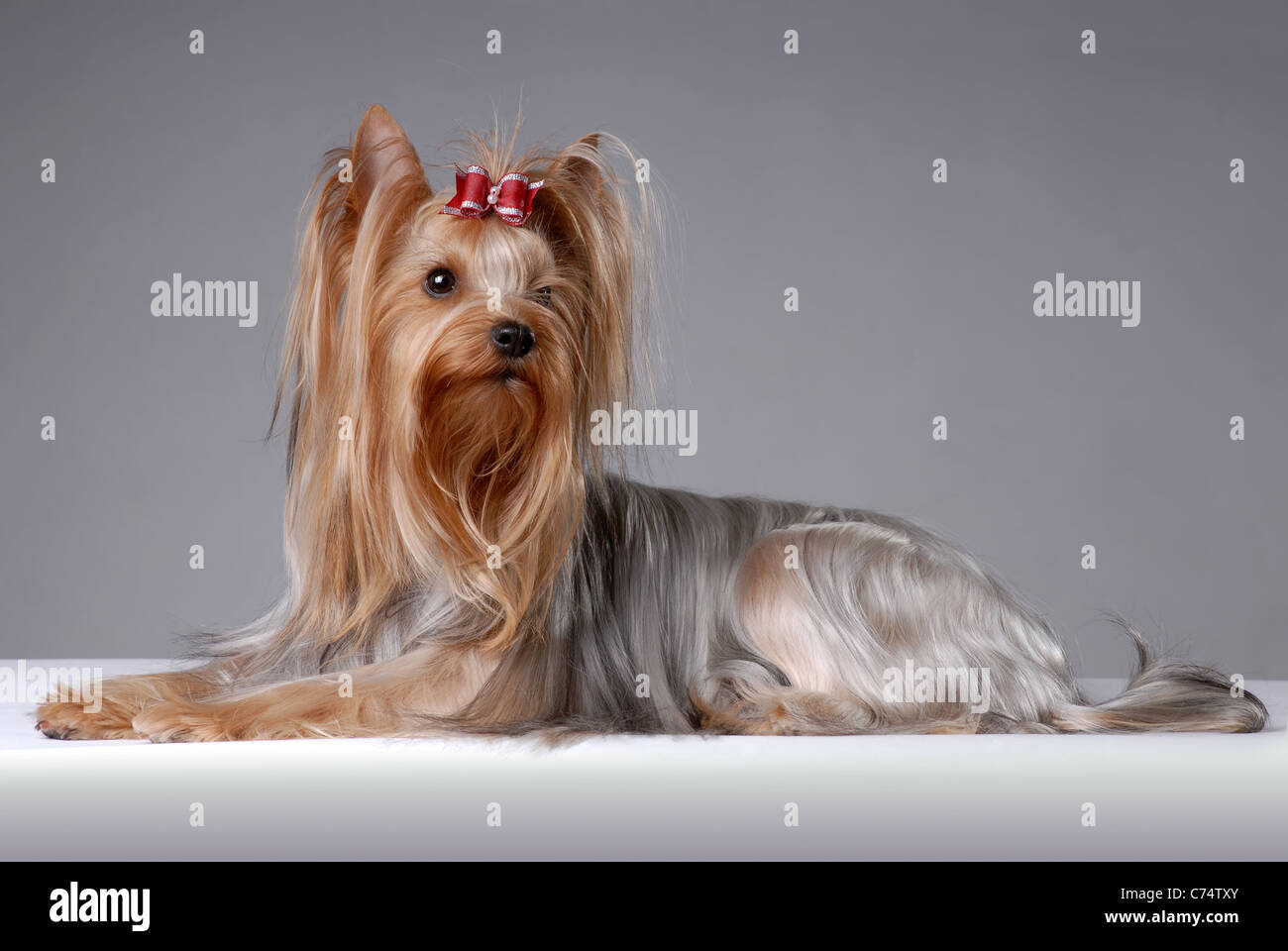 Portrait of yorkshire terrier Stock Photo