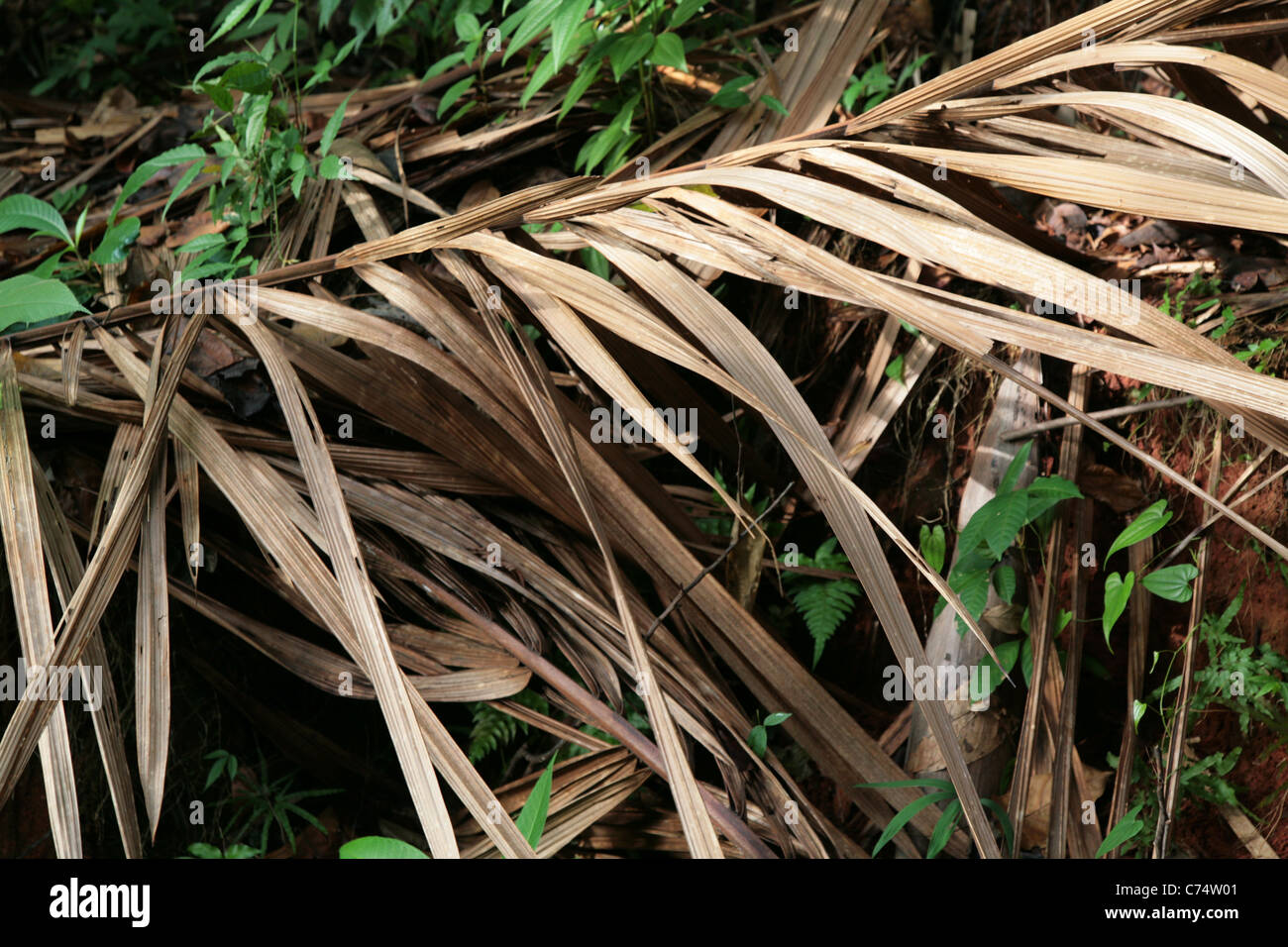 Dry dead palm tree leaves hi-res stock photography and images - Alamy