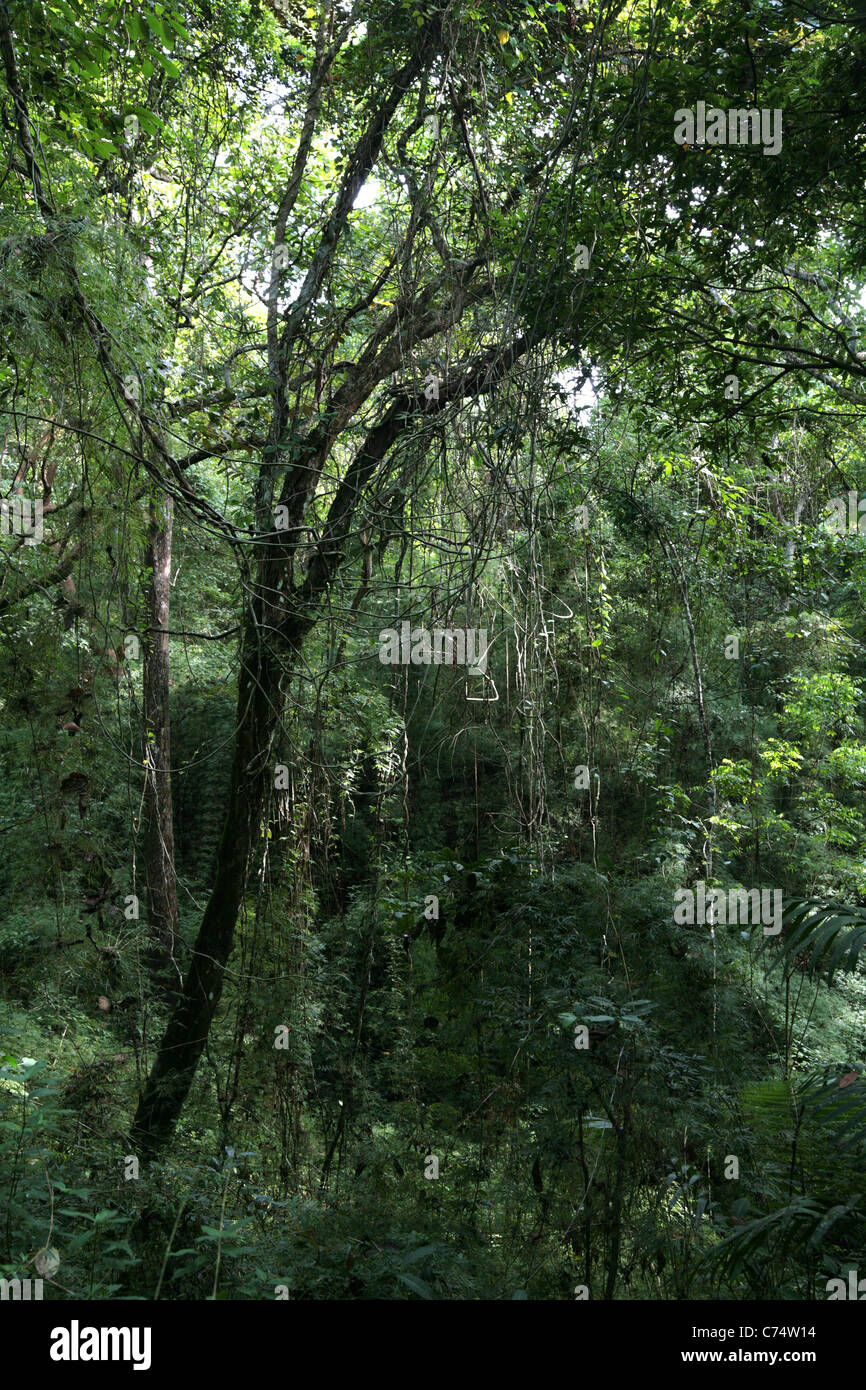 Wet forest panama hi-res stock photography and images - Alamy