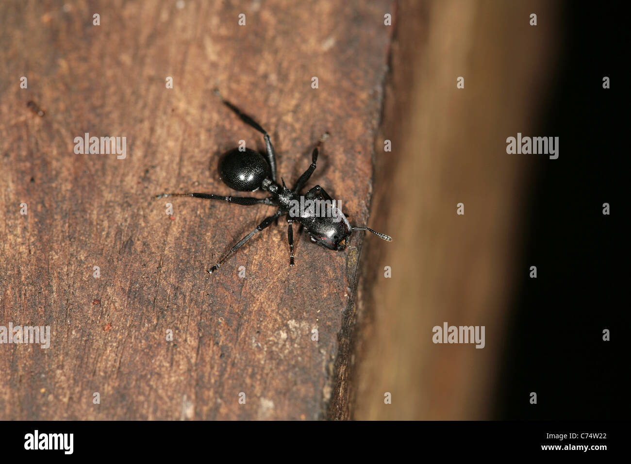 Ant over a wood surface. Cephalotes atratus gliding ant. Stock Photo