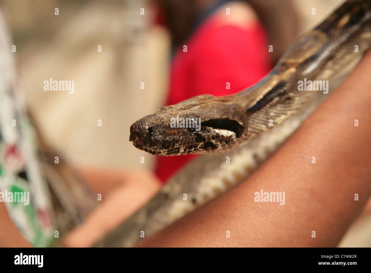 Non poisonous snake at an exhibition. Stock Photo