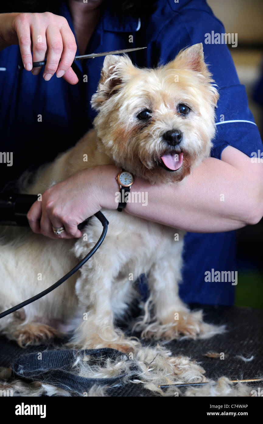 A pet Cairn Terrier dog at a grooming parlour UK Stock Photo
