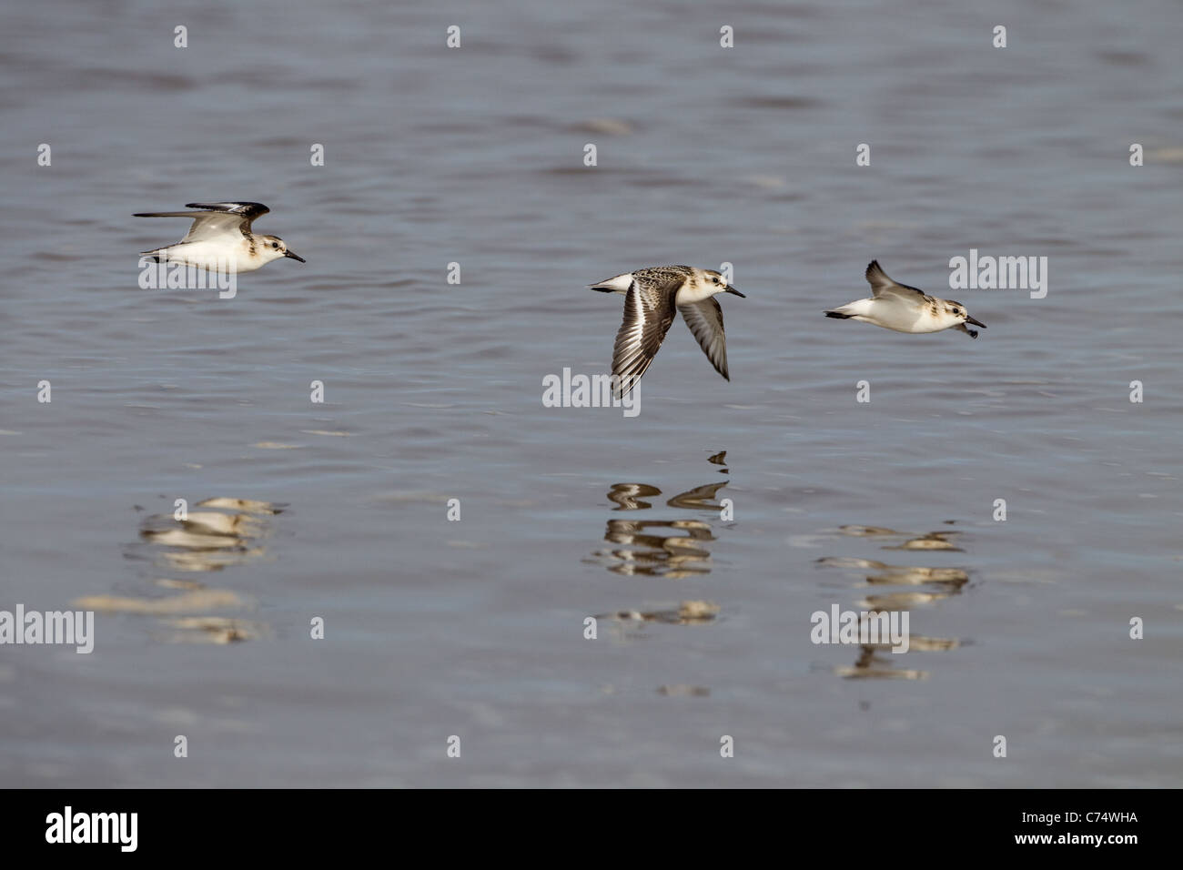 Sanderling Calidris alba flock in flight Stock Photo - Alamy