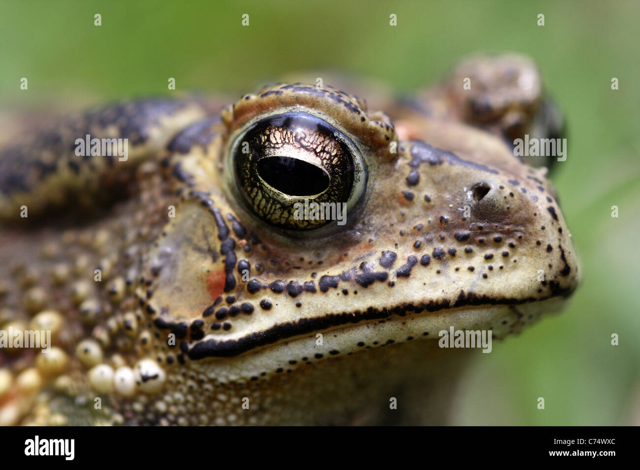 Close-up of head of Black-spined Toad Duttaphrynus melanostictus Stock Photo