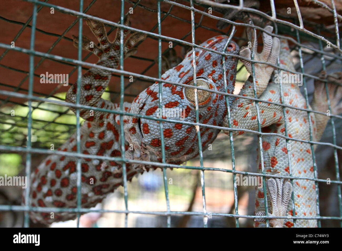 Tokay Geckos Gekko gecko Caged In An Indonesian Bird & Animal Market Stock Photo