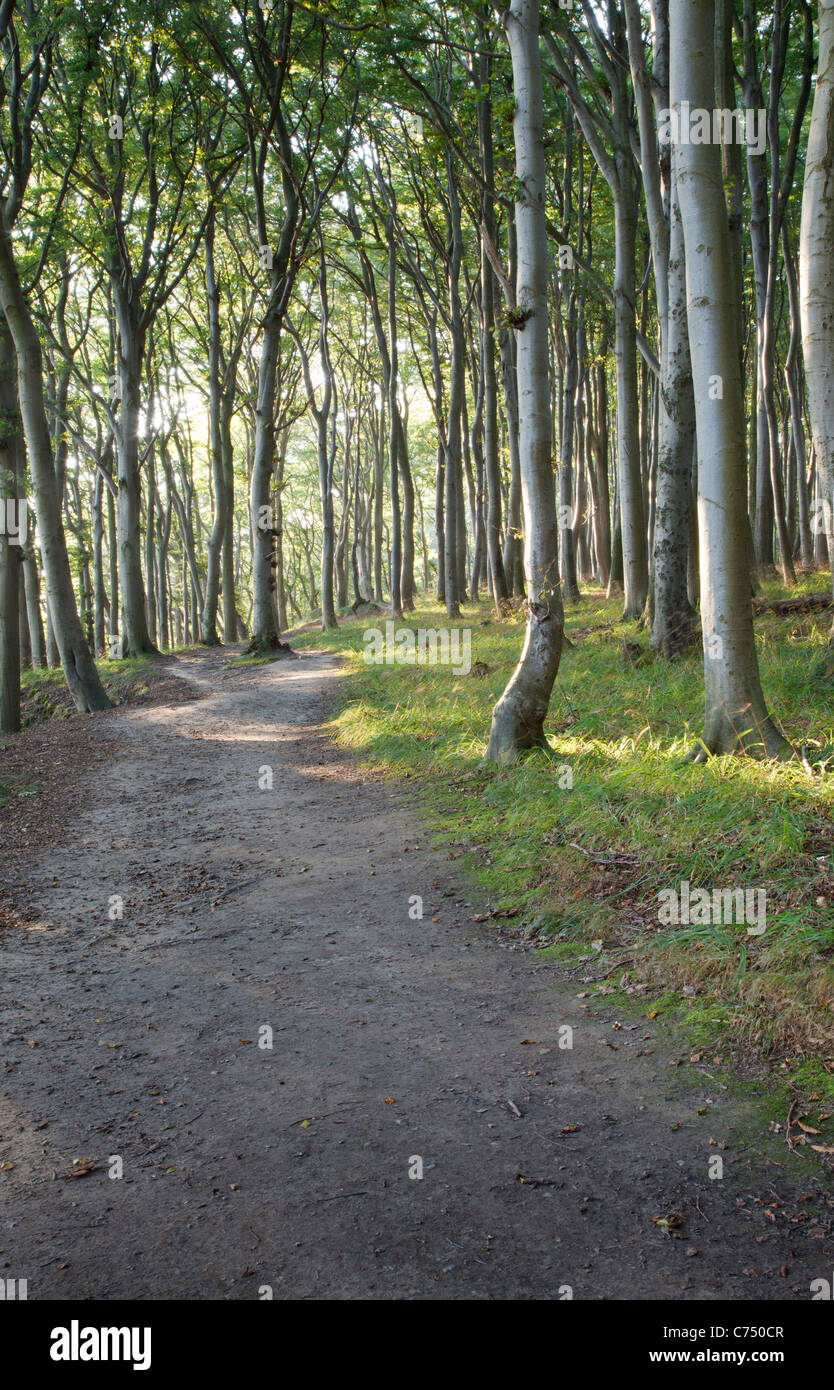 Forest Path, Lohme, Jasmund, Ruegen, Mecklenburg Vorpommern, Germany Stock Photo