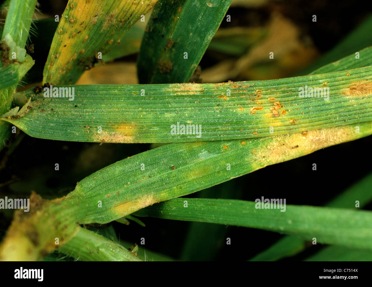 Brown rust (Puccinia hordei) early infection on seedling barley leaf with some powdery mildew Stock Photo