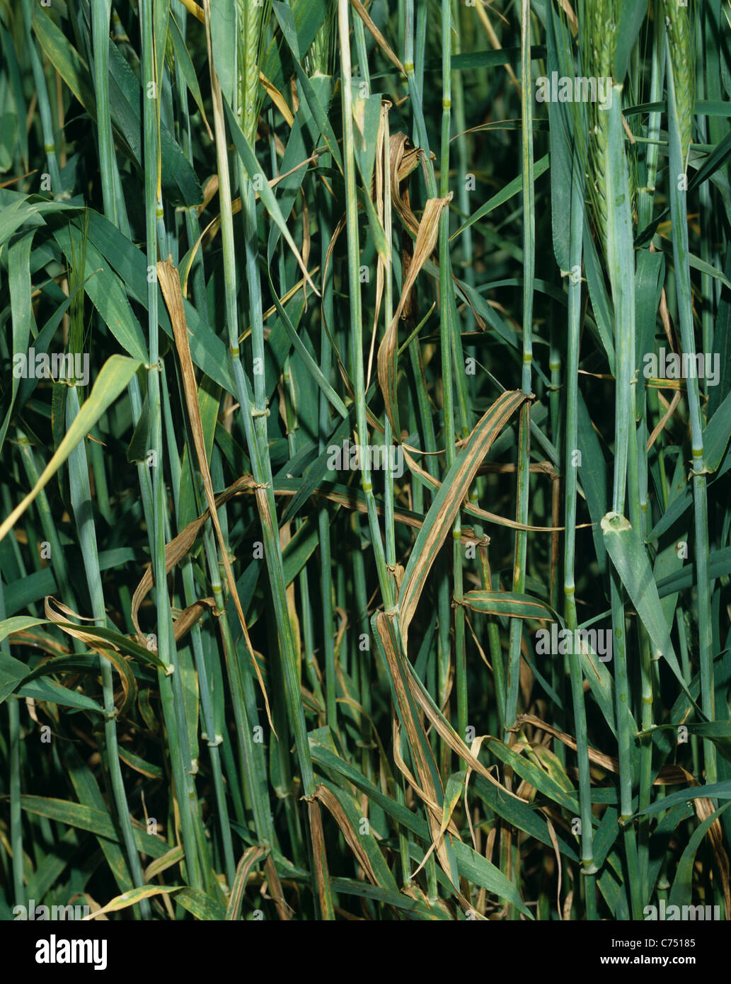 Barley leaf stripe (Pyrenophora graminea) disease damage to barley crop in ear Stock Photo