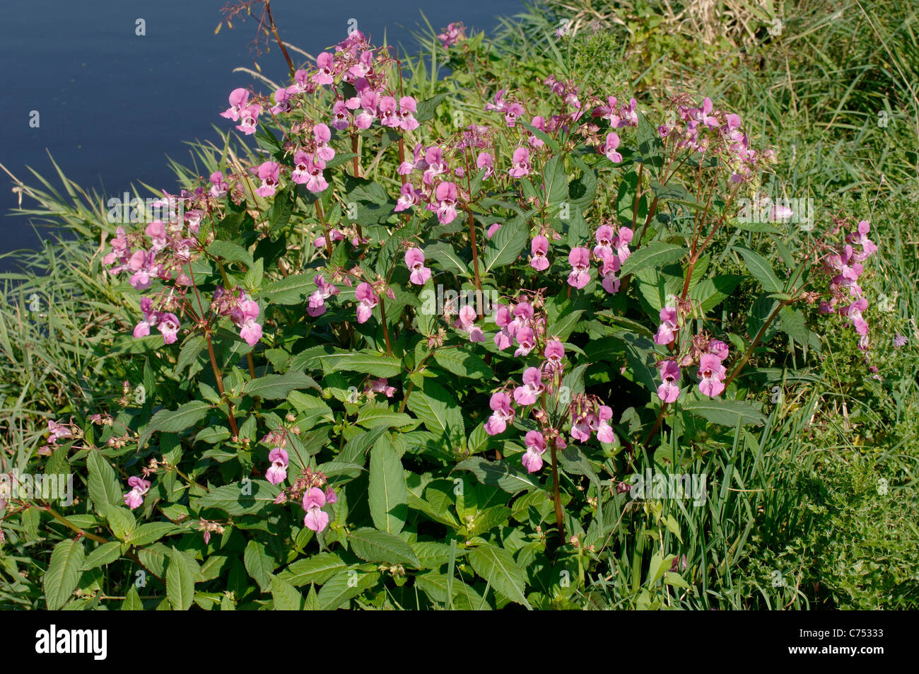 Himalayan balsam (Impatiens gladulifera) flowering on the bank of the River Axe Stock Photo