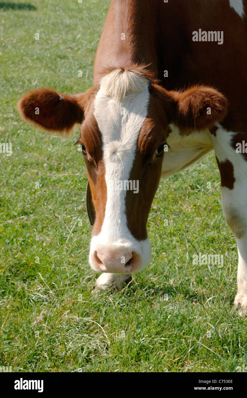 Red & white Friesian dairy cow on summer grass, Devon Stock Photo