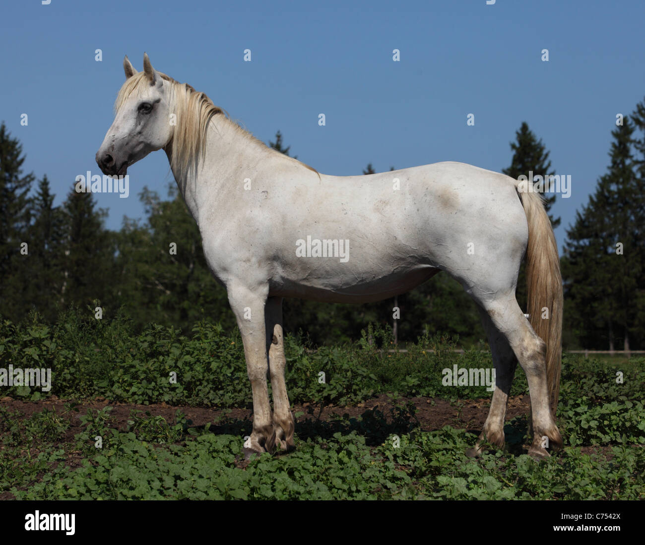 Beautiful tersk stallion hires stock photography and images Alamy