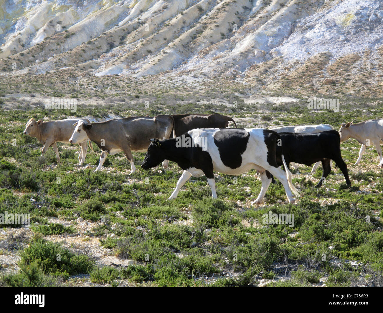 Dairy cows in the crater of the volcano Stephanos on Nisyros in the Aegean Greek Islands Stock Photo