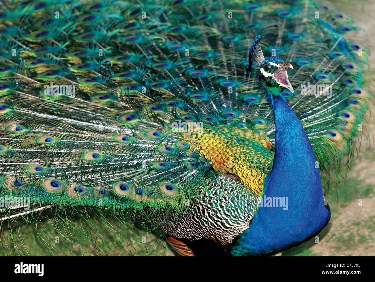France, Gardens of Marqueyssac: Screaming Blue Peacock (Pavo cristatus) Stock Photo
