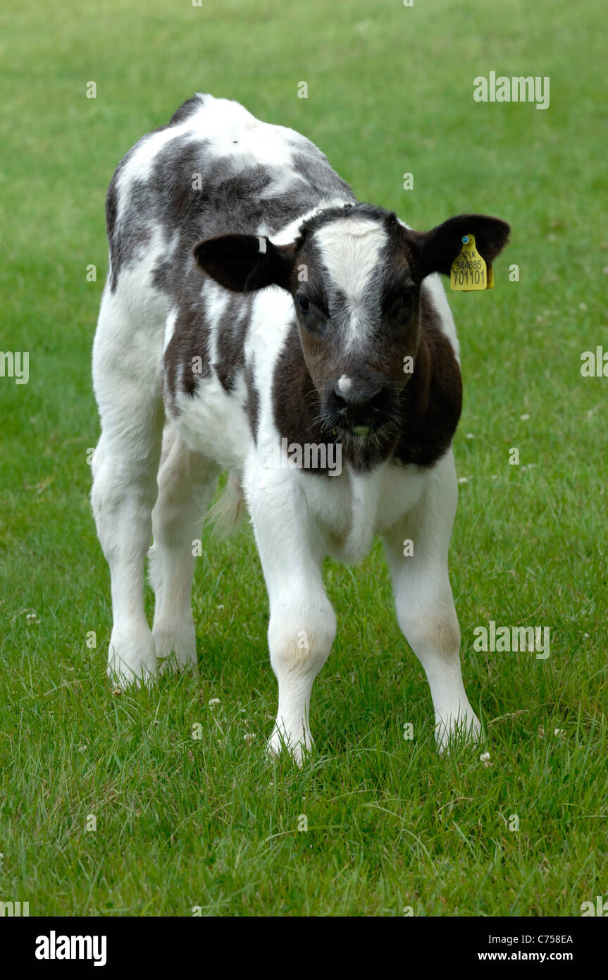 Holstein x Belgian Blue suckler calf on pasture, Devon, June Stock Photo