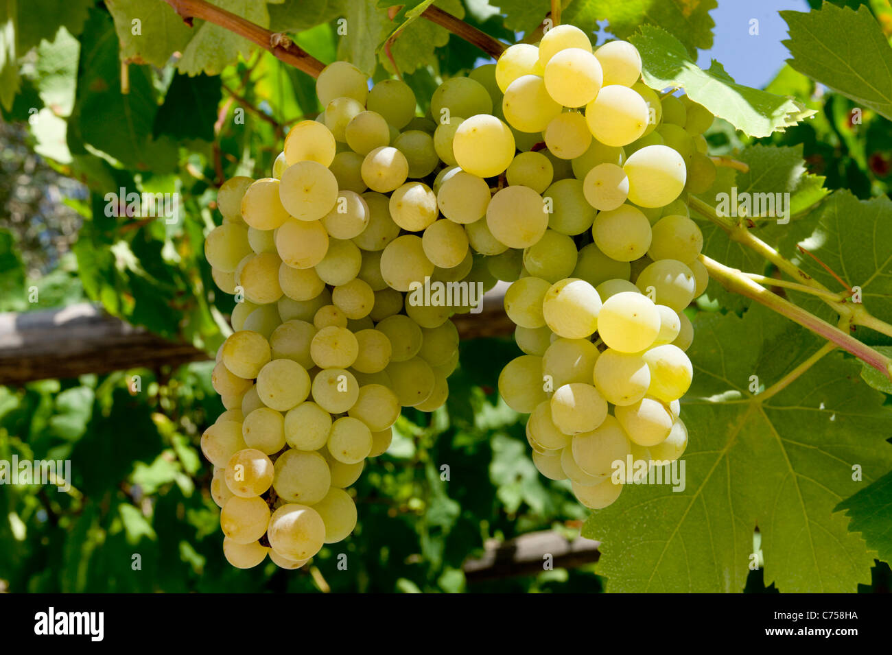 bunches of grapes ripening on the vine Stock Photo