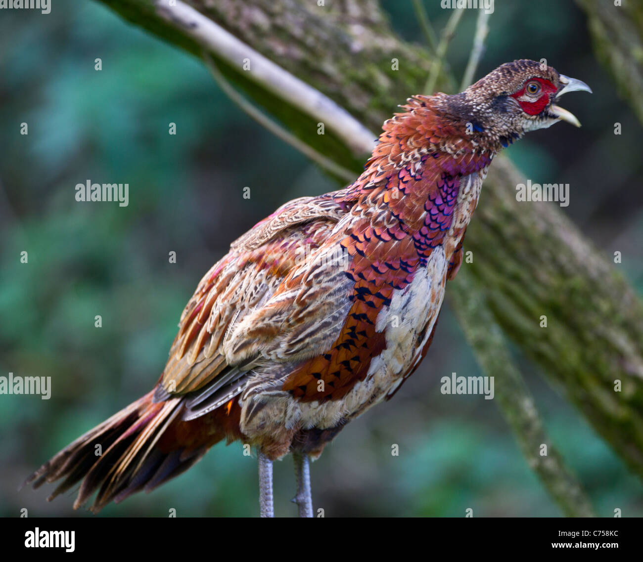 Pheasant juvenile male Phasianus colchicus in heavy moult perched on branch Stock Photo