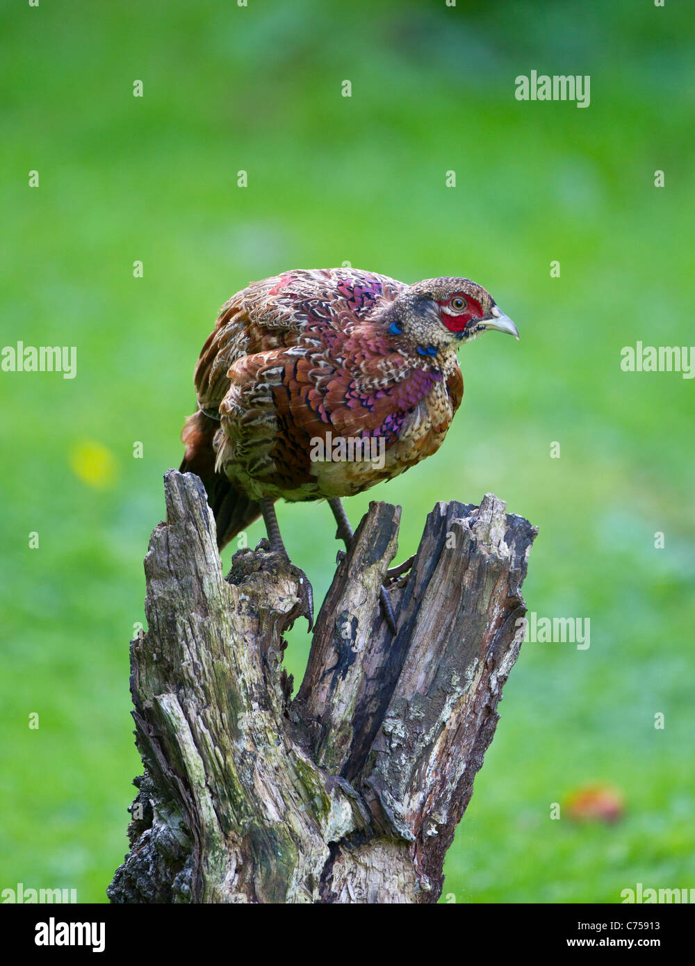 Pheasant juvenile male Phasianus colchicus in heavy moult perched on branch Stock Photo