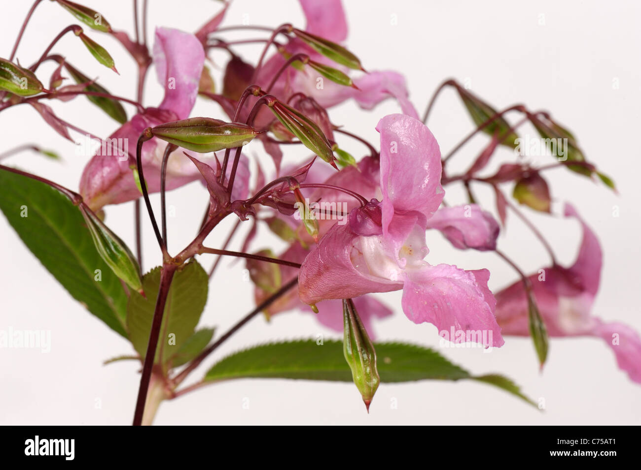 Himalayan balsam (Impatiens gladulifera) flowers and seedpods Stock Photo