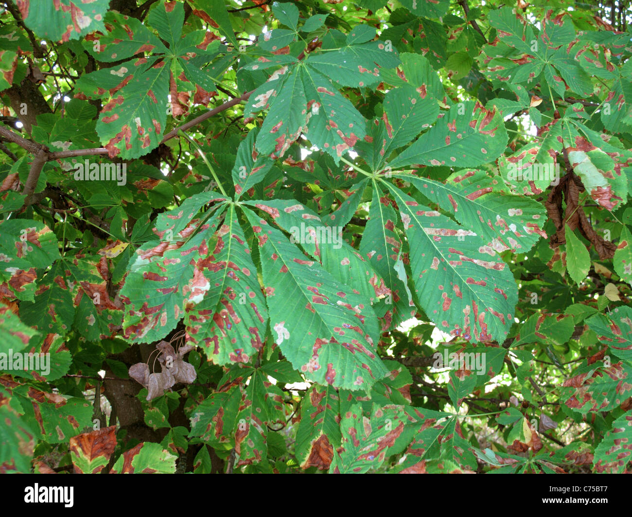 Damage to horse chestnut foliage caused by leafminer (Cameraria ohridella) larvae Stock Photo