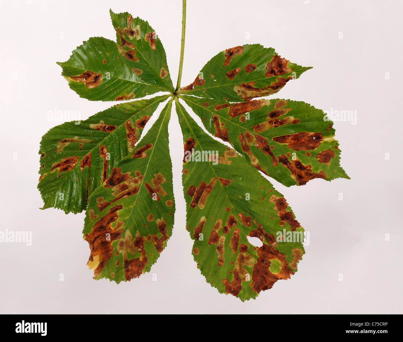 Damage to horse chestnut foliage caused by leafminer (Cameraria Stock Photo 38843162 Alamy