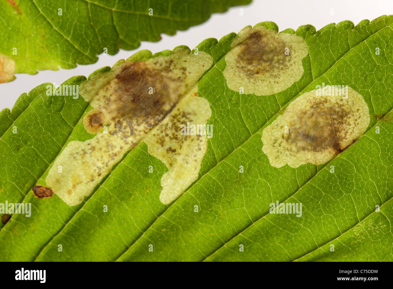 Horse Chestnut Leaf Miner Leaf High Resolution Stock Photography and Images Alamy