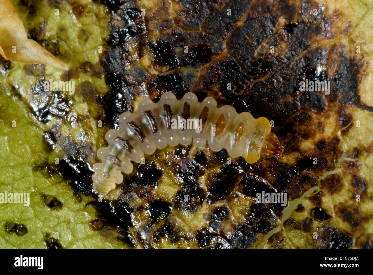 Exposed horse chestnut leafminer (Cameraria ohridella) larva in mine in Aesculus hippocastanum leaf Stock Photo