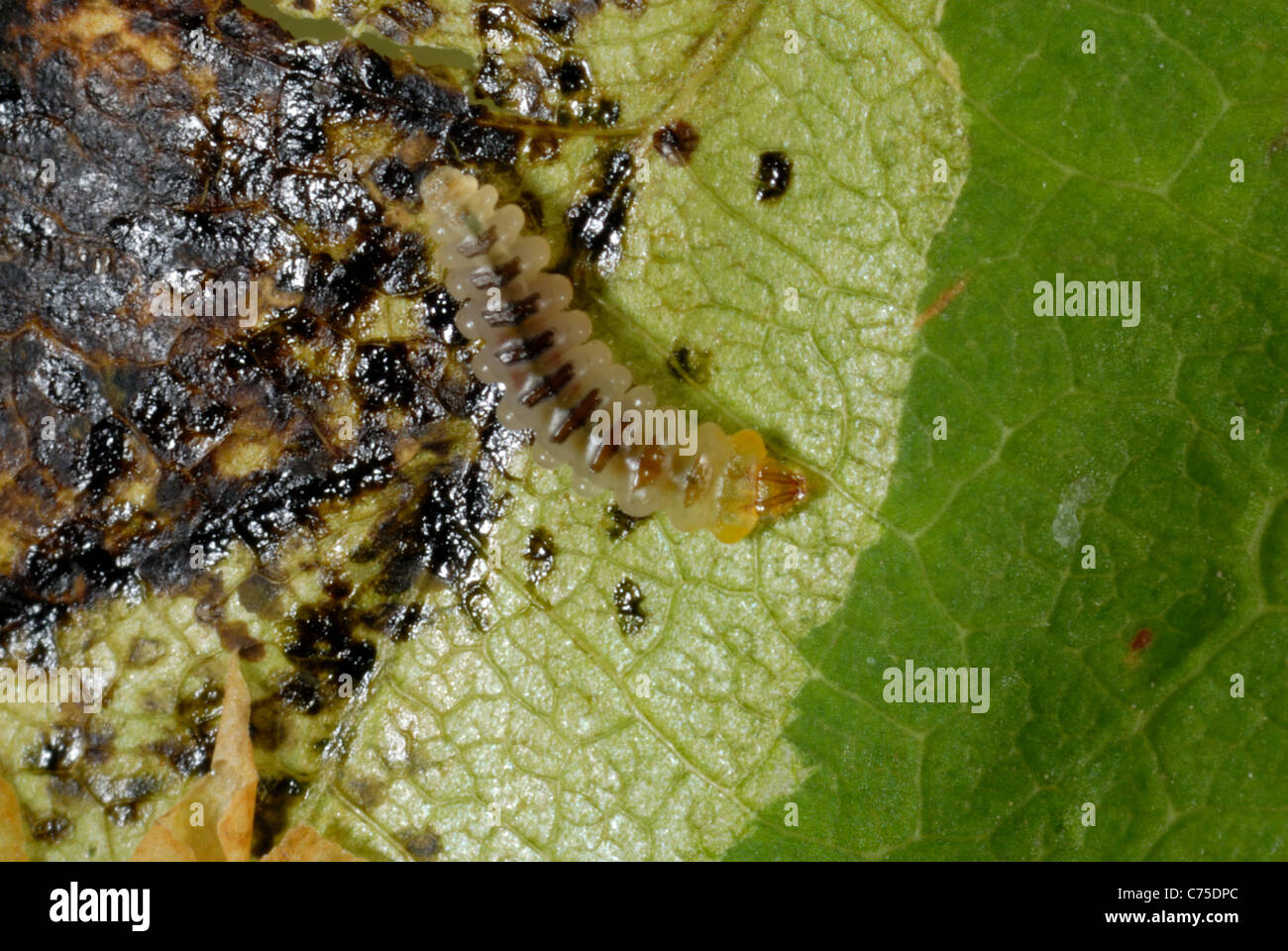 Exposed horse chestnut leafminer (Cameraria ohridella) larva in mine in Aesculus hippocastanum leaf Stock Photo