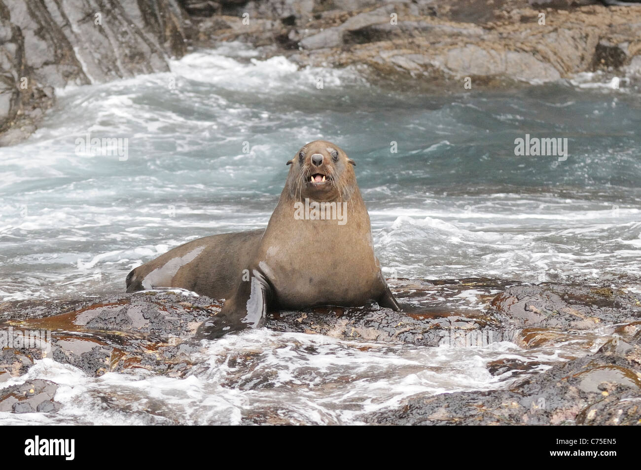 Australian Fur Seal Arctocephalus Pusillus Hi res Stock Photography And australian-fur-seal-arctocephalus-pusillus-hi-res-stock-photography-and