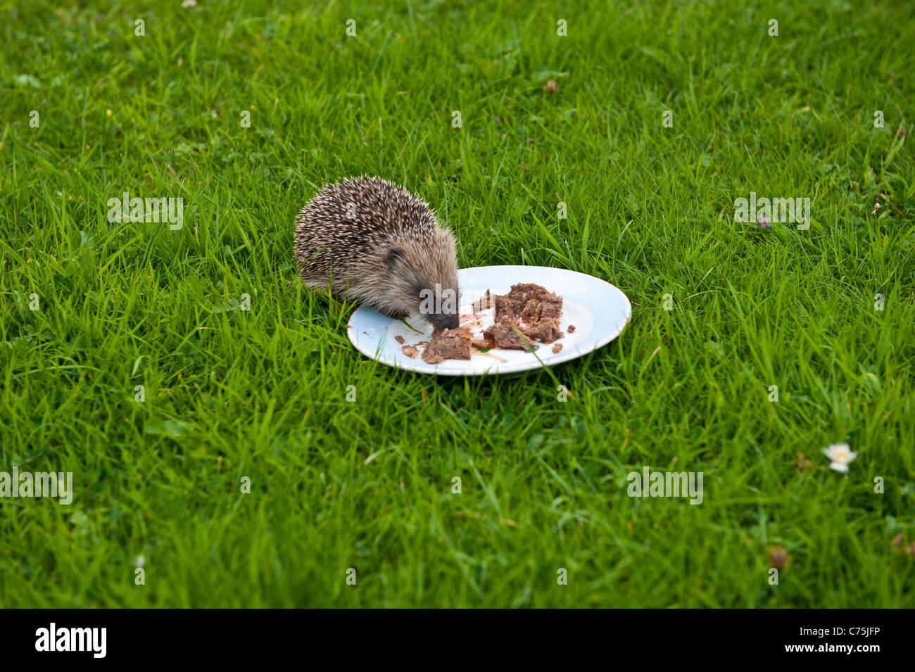 hedgehog eating dog food Stock Photo Alamy