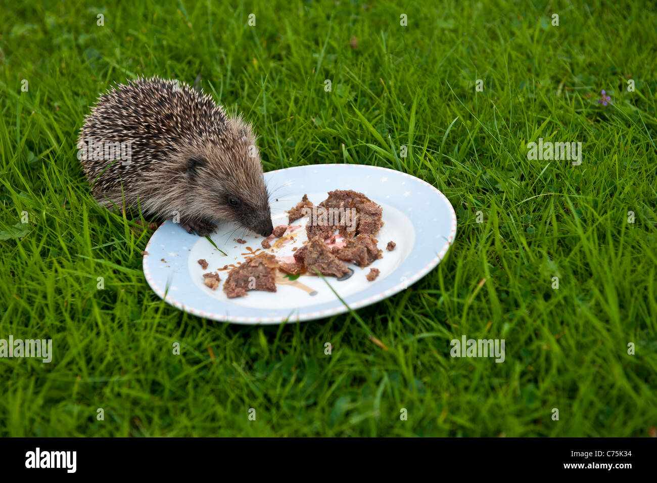 Will Hedgehogs Eat Dog Food will-hedgehogs-eat-dog-food