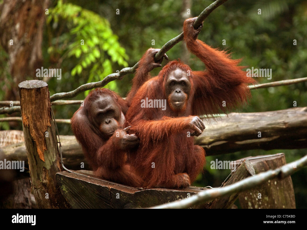 Two adult Bornean Orangutans (Pongo pygmaeus) at Singapore zoo, Singapore asia Stock Photo